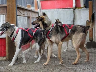 Sled+Dog+Demonstration+at+Denali+National+Park+%26amp%3B+Preserve image