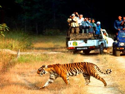 Jim Corbett Safari image