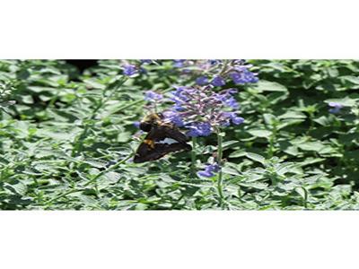 Water’s Edge Garden Tour image