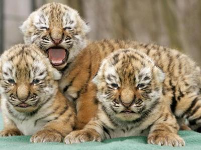ZSL London Zoo image