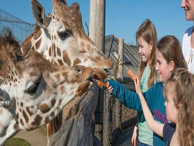 Meet+The+Animals+at+ZSL+London+Zoo image 